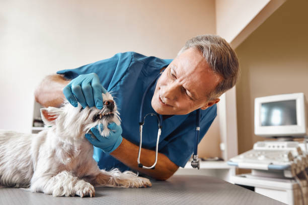 Best Walk-In Emergency Dentist in Montgomery, IL